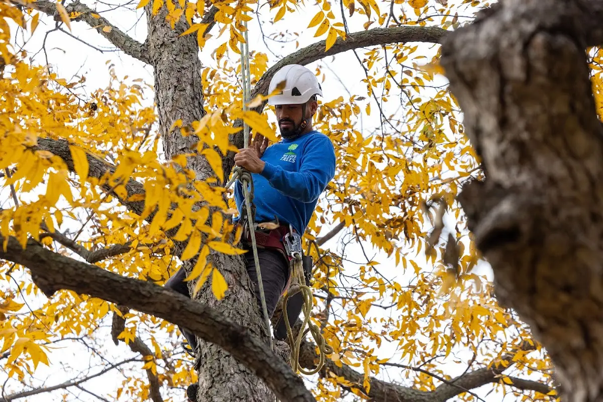 Skilled Emergency Tree Service crew working in Bloomery